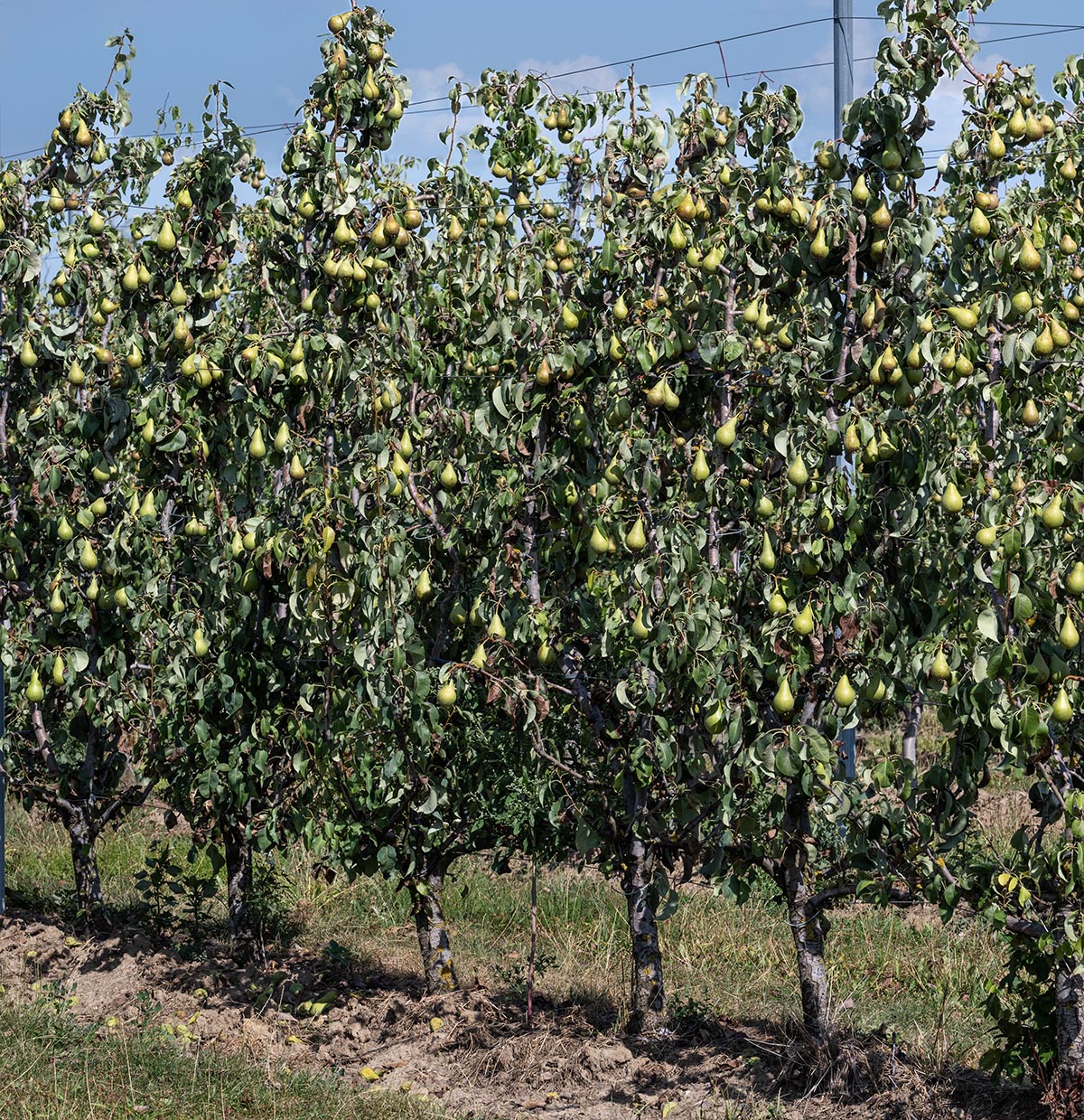 Obstbau